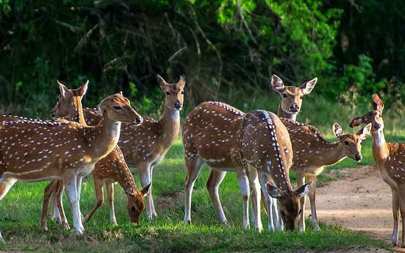 Yala National Park Image 2