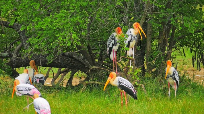 Yala National Park Image 4