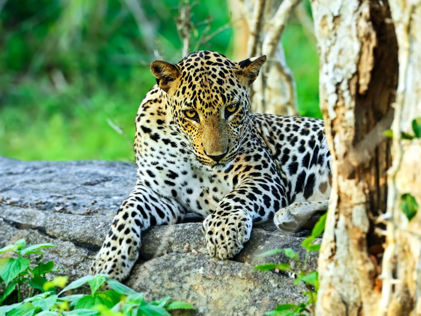 asian-leopard-yala-national-park-sri-lanka